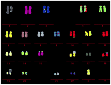 Chromosome Analysis of ES Cells and iPS Cells