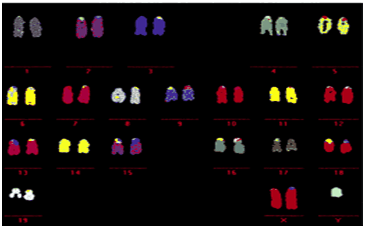 Chromosome Analysis of ES Cells and iPS Cells