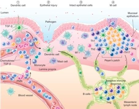 Mucosa