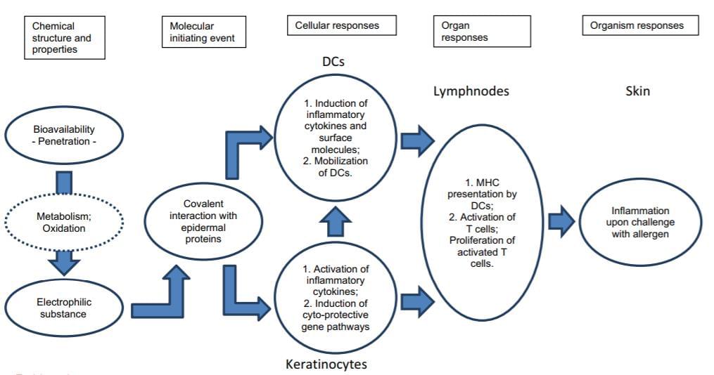 OECD flow diagram of the pathways associated with skin sensitization