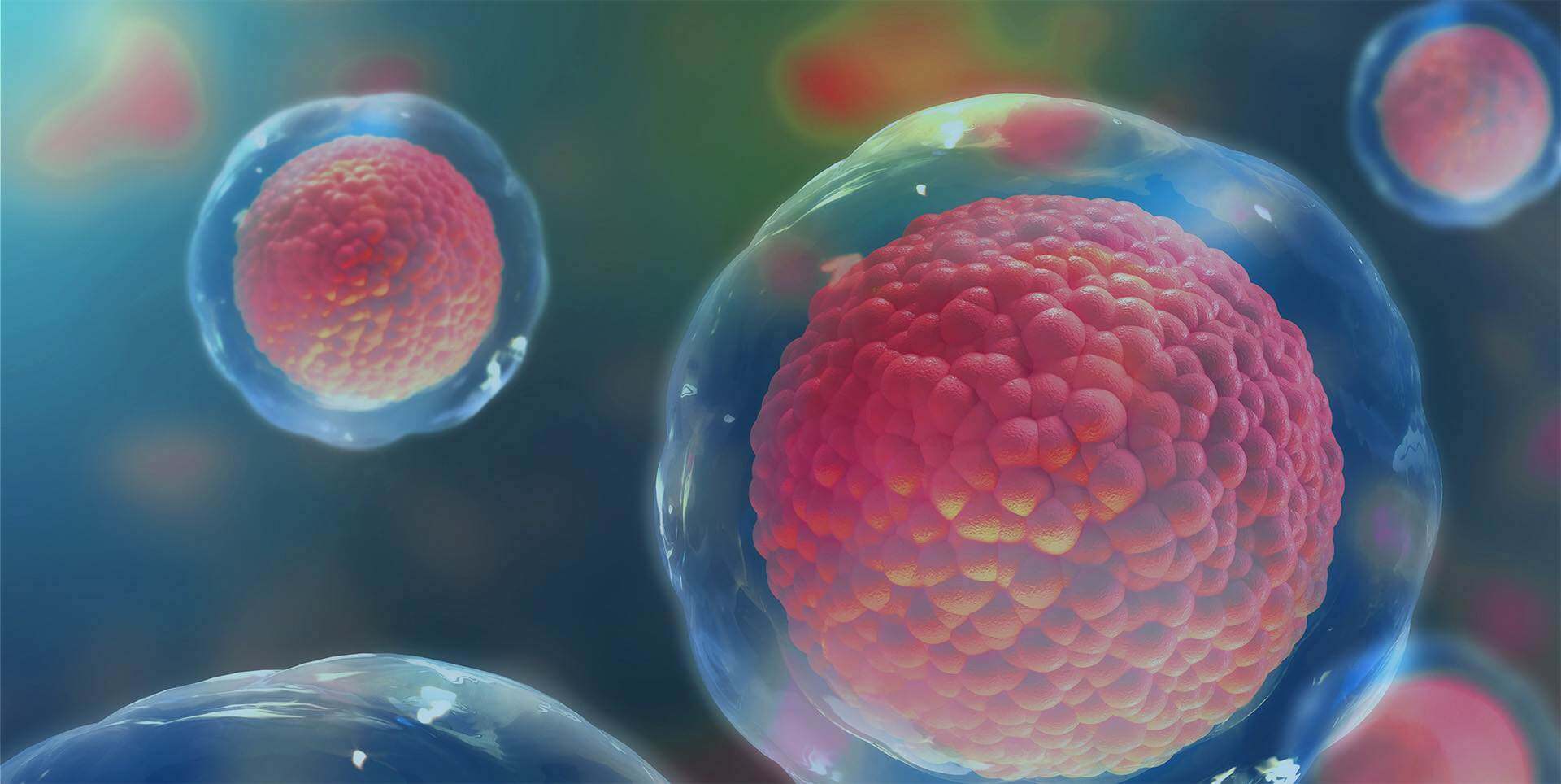 Human & Animal Primary Cells