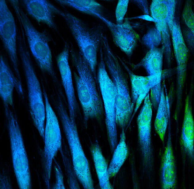 Primary Cells