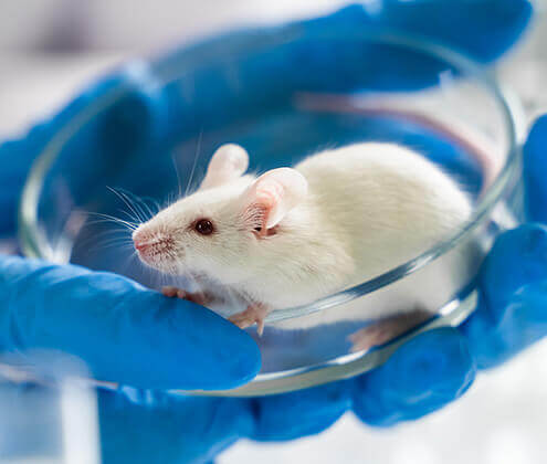 In Vitro and In Vivo Models
