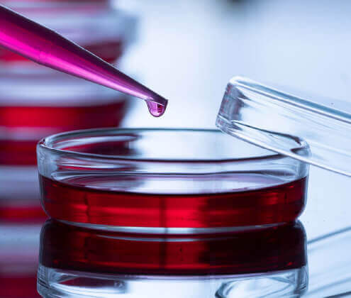 Stem Cell Research