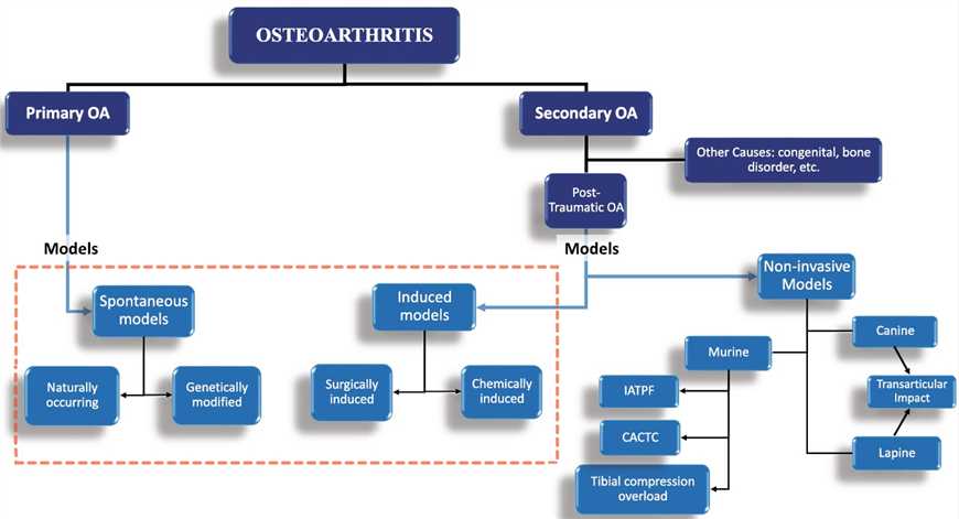 Classification of osteoarthritis models based on etiology in human equivalent being studied, primary OA and post-traumatic OA.