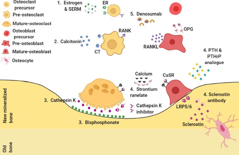 Pharmacological action sites for osteoporosis