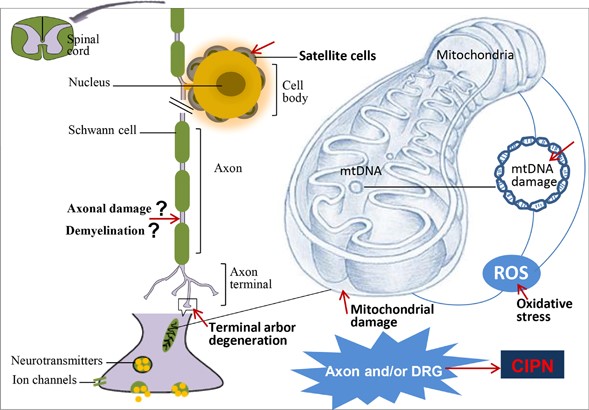 Visual representation outlining the development of chemotherapy-induced peripheral neuropathy (CIPN) and the corresponding morphological alterations observed