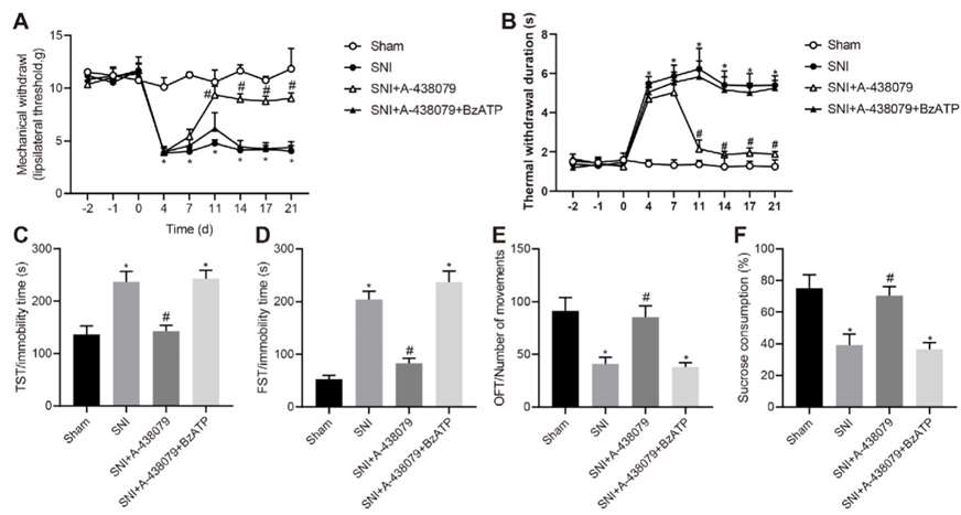 Visual summary showing the impact of P2X7R inhibition within the amygdala on various pain threshold measurements and behavioral tests in different groups of rats, including mechanical withdrawal threshold (MWT) and tail withdrawal distance (TWD) assessed using von Frey filaments, as well as additional tests such as the tail suspension test (TST), forced swim test (FST), open field test (OFT), and sucrose preference test (SPT) over a 21-day period.