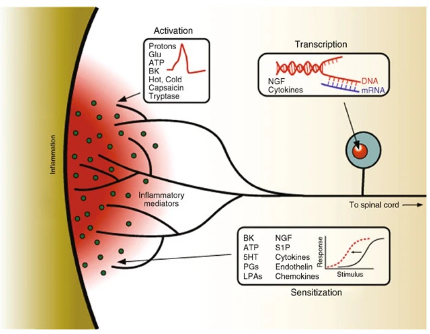 Schematic diagram illustrating the underlying mechanisms involved in the onset and continuation of inflammatory pain, highlighting the various pathways and factors contributing to this condition.