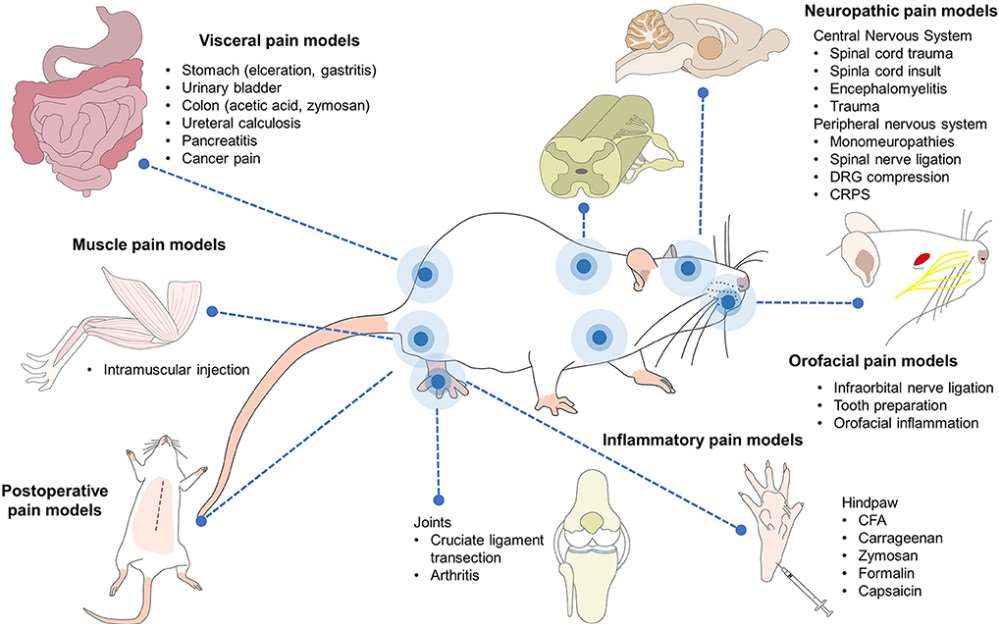 Illustration depicting various pain models used in rodent research, showcasing different methods and stages of pain induction in preclinical studies.