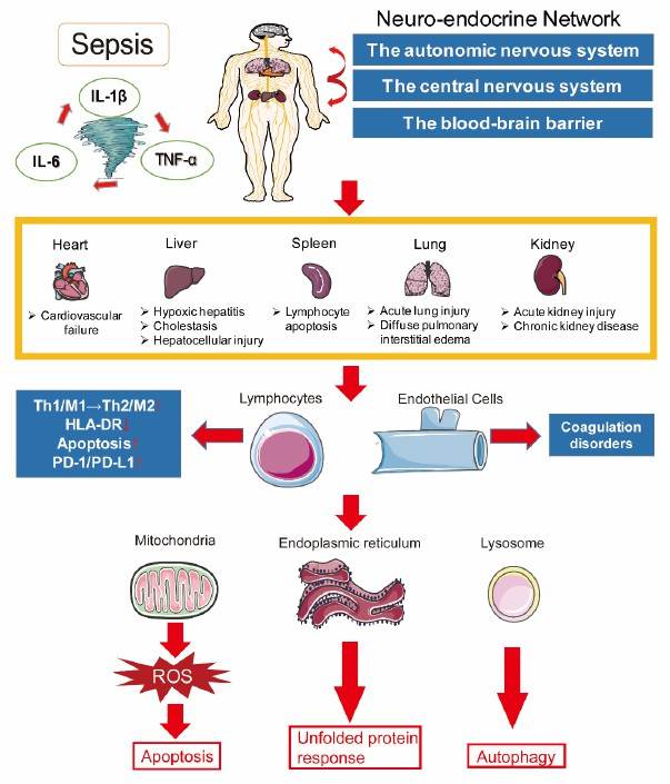The complex pathogenesis of sepsis