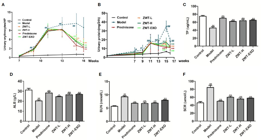 Graphs illustrating the improvement of renal function in IgAN rats by ZWT-EXO, showing urine protein, urinary erythrocytes, and serum levels of TP, ALB, BUN, and SCR.