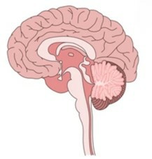 Brain Sectioning