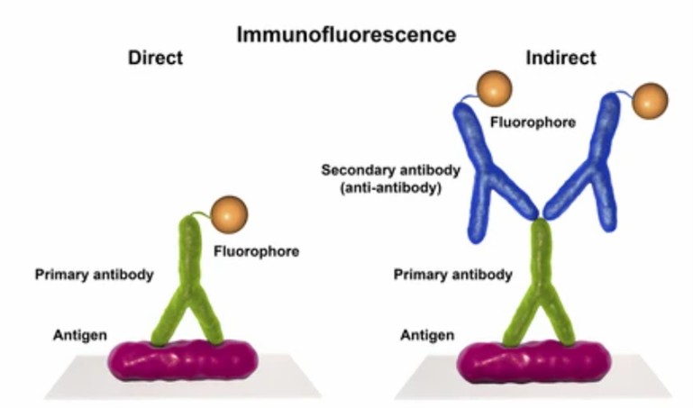 Immunofluorescence (IF) Protocol