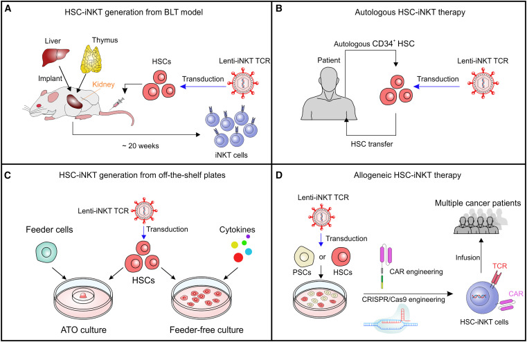 Development of HSC-engineered iNKT (HSC-iNKT) cell therapies for cancer HSC-iNKT cells.