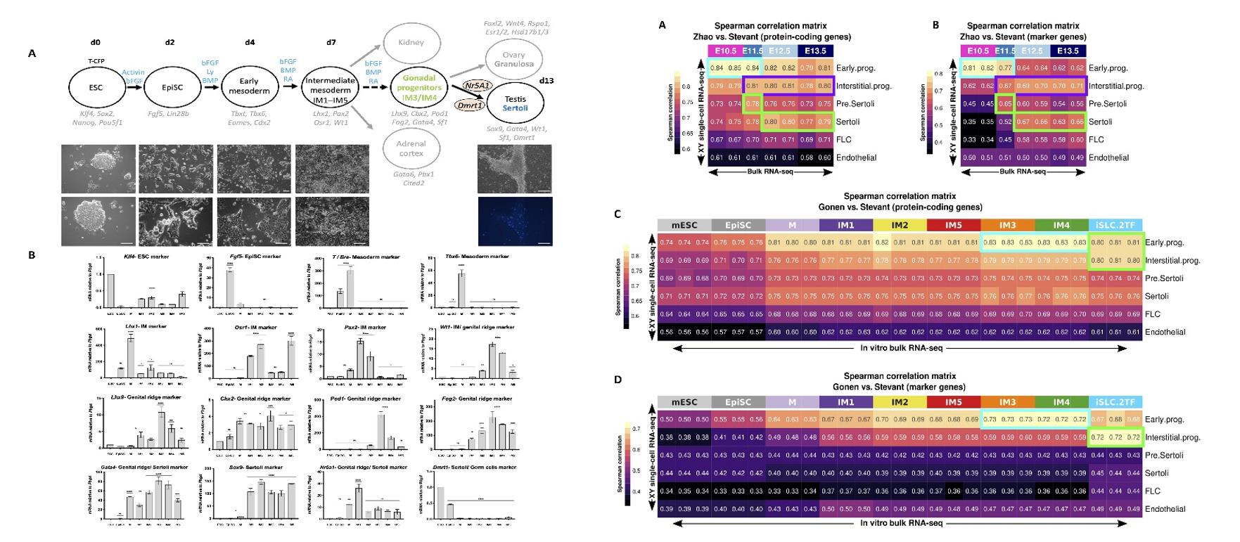 Left: Differentiation of mouse ESCs toward gonadal cells; Right: Comparing the transcriptome of in vitro-derived gonadal cells with scRNA-seq of in vivo gonadal cells.