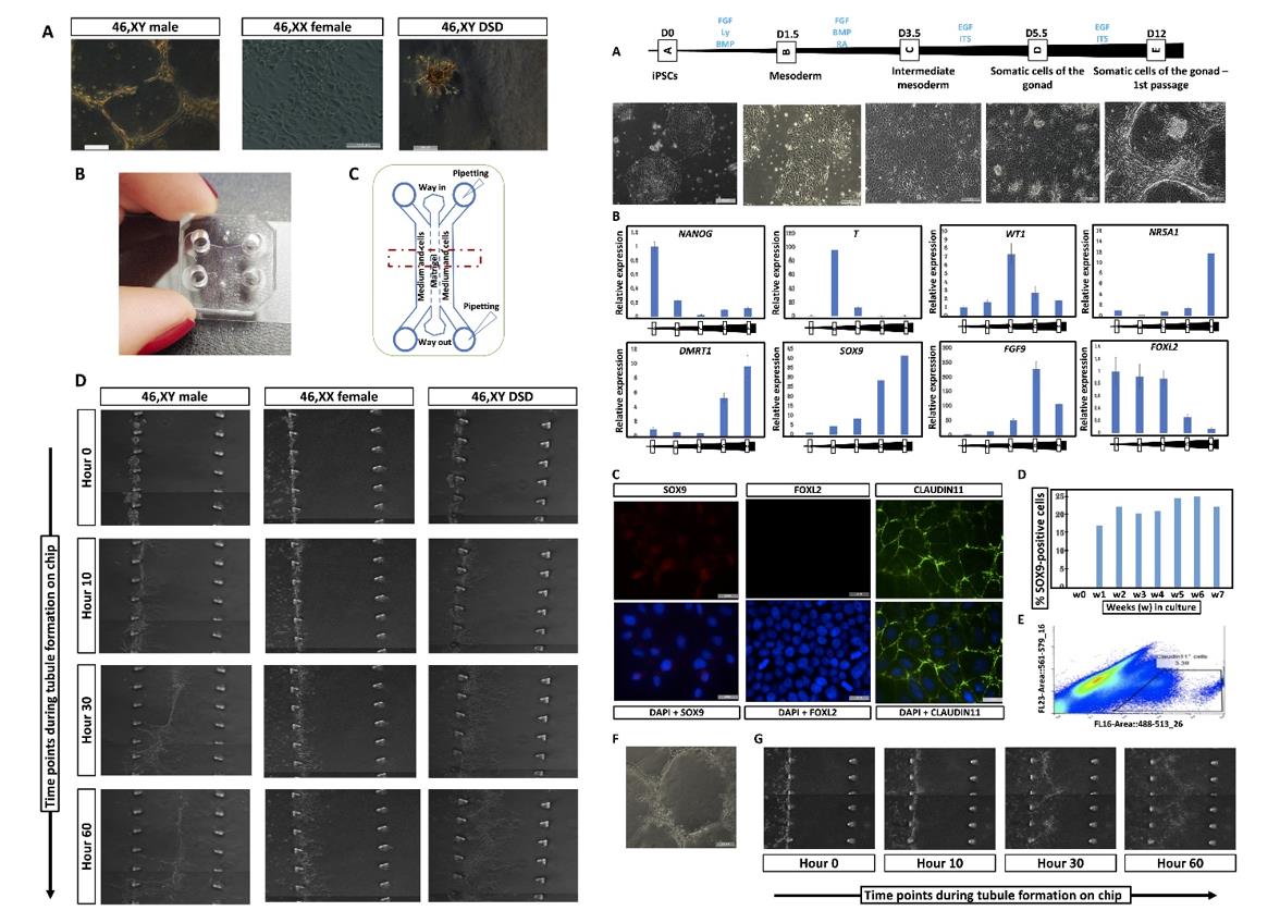 Left: 3D tubule formation in a microfluidic chip. Right: CRISPR-CAS9 correction of the NR5A1 pathogenic variant in iPSC-derived 46, XY DSD cells restores iSLC properties.