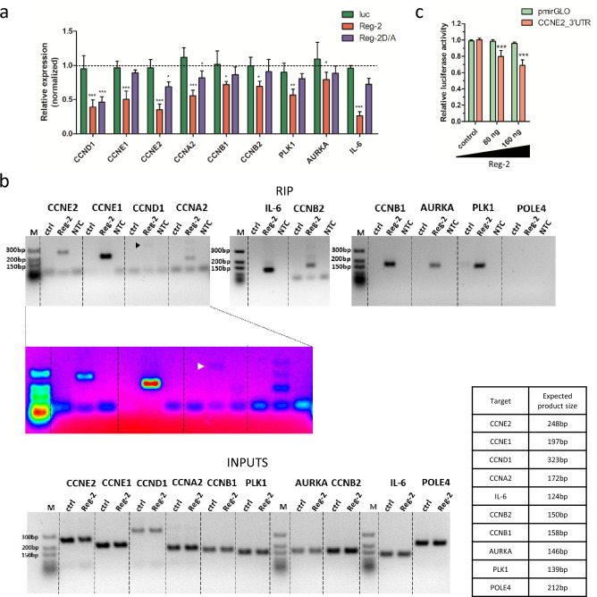 Fig. 2 Reg-2 regulates the level of transcripts down-regulated in glioblastoma samples and is involved in cell cycle regulation.