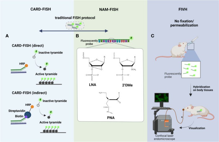 Principal steps of (A) CARD-FISH, (B) NAM-FISH, and (C) FIVH.