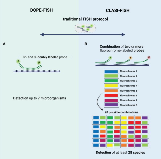 Schematic representation of the type of probes used in (A) DOPE-FISH and (B) CLASI-FISH.