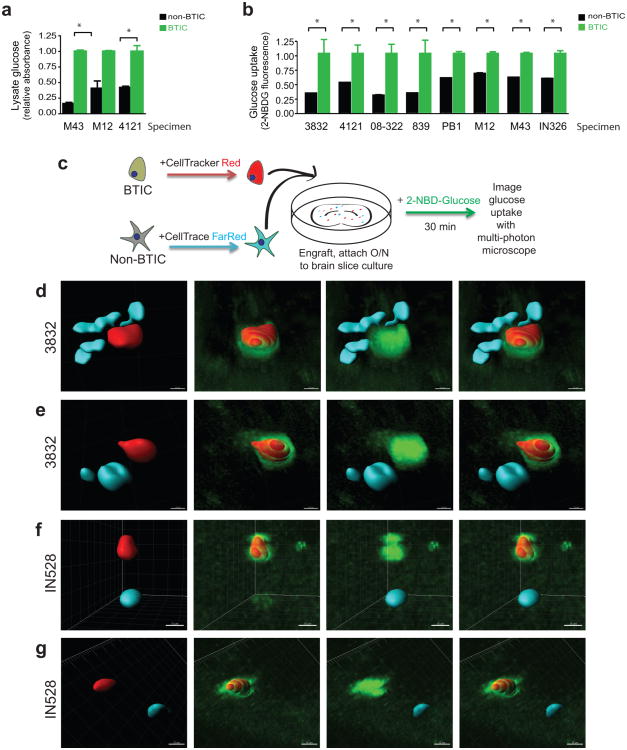 (a) Glucose oxidase assays demonstrate elevated levels of glucose in the lysate of BTICs in comparison to matched non-BTICs. (b) Flow cytometry demonstrates uptake of a fluorescent glucose analog is higher in CD133-expressing glioma cells. (c) Diagram of the experimental procedure for ex-vivo imaging of glucose uptake in brain slices. (d-g) Reconstructions of representative fields, showing increased glucose (green) uptake in BTICs (red). Non-BTICs (cyan) consistently displayed less glucose uptake than BTICs.