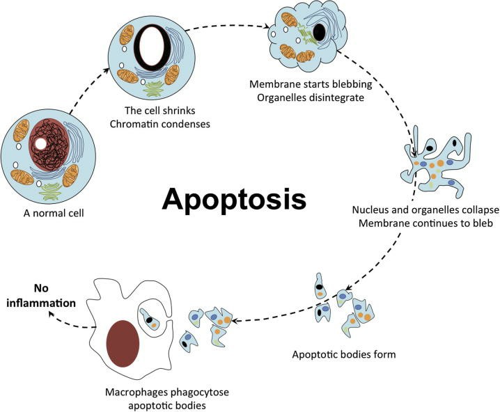 The cellular morphology of apoptosis.