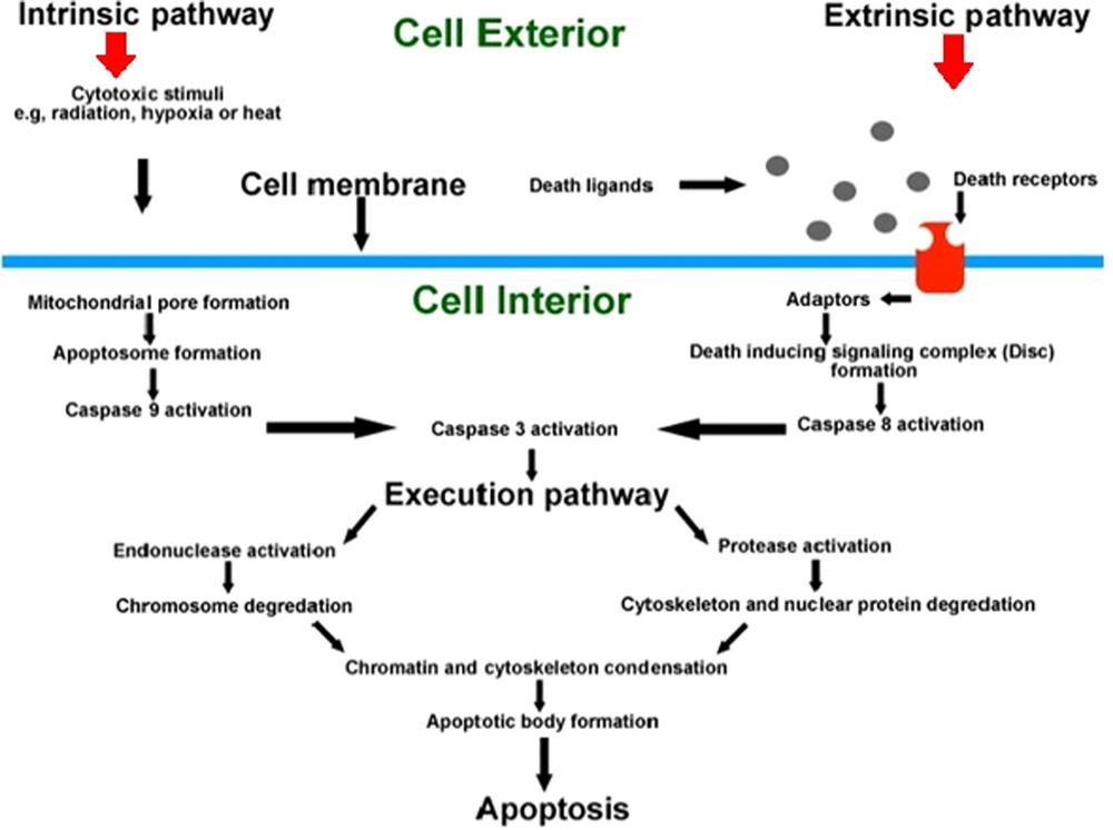 An overview of key elements in the intrinsic and extrinsic apoptotic pathways.