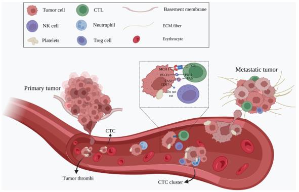 CTCs leave the primary tumor as single cells or in clusters, intravasate into the bloodstream and travel through the circulation to the distant site of the body to establish metastasis (Ju, S., Chen, C., Zhang, J. et al., 2022).