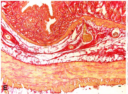 Sirius red staining illustrating collagen fibers in the full-thickness normal rat colon.