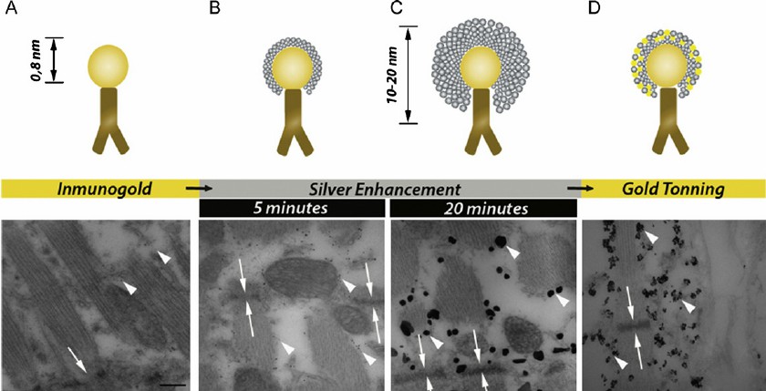 Diagram illustrating the immunogold labeling method.