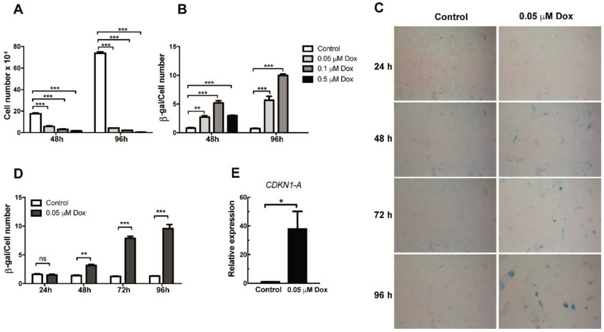 Examination of proliferation and senescence in HMEC-1 cells treated with doxorubicin.