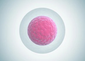 Single-cell clones