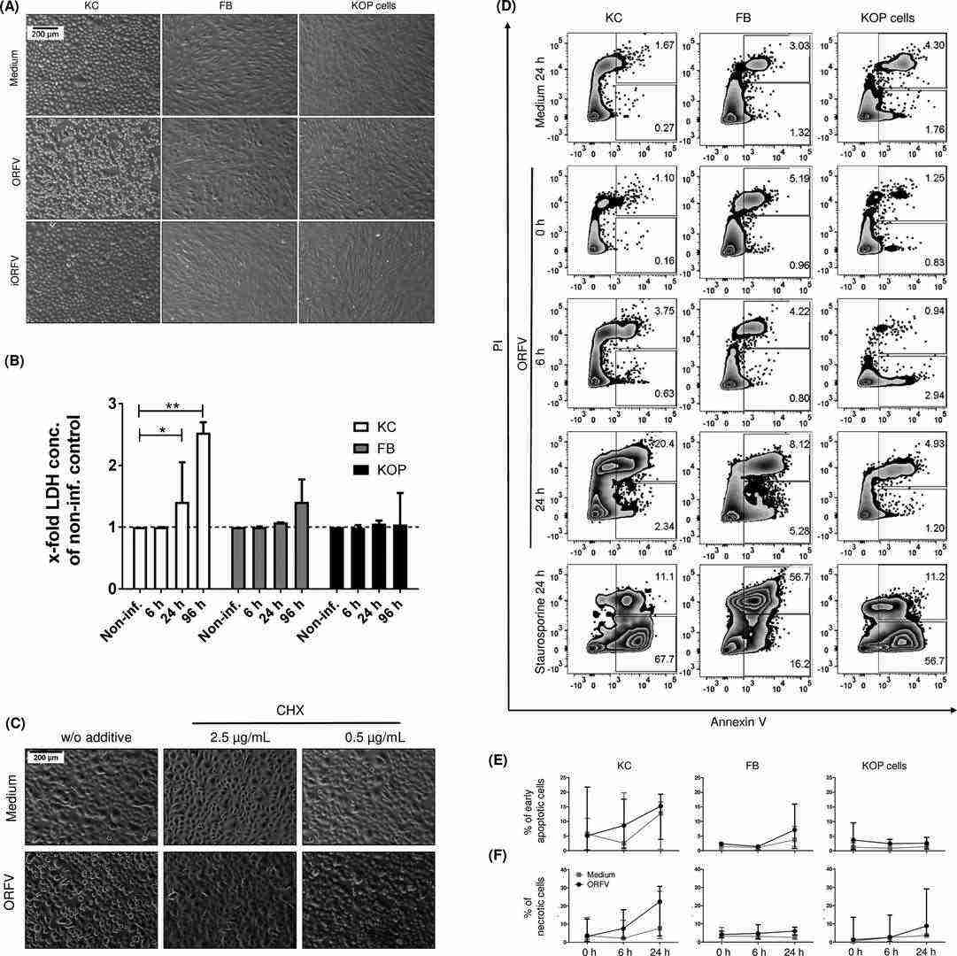 The Orf virus (ORFV) triggers swift cell death in human primary keratinocytes.