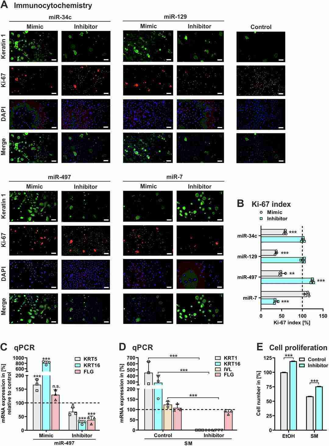 Normal human epidermal keratinocytes (NHEK) were transfected with synthetic LNA miRCURY miRNA (mimic), LNA miRCURY miRNA inhibitor (inhibitor), or a non-specific miRNA (control).
