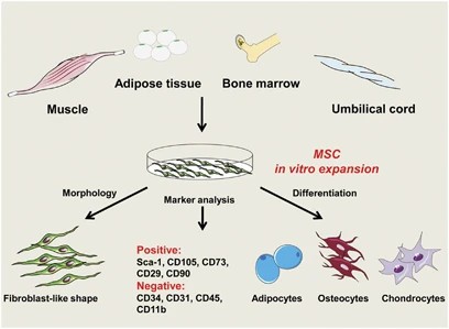 The properties of mesenchymal stem cells.
