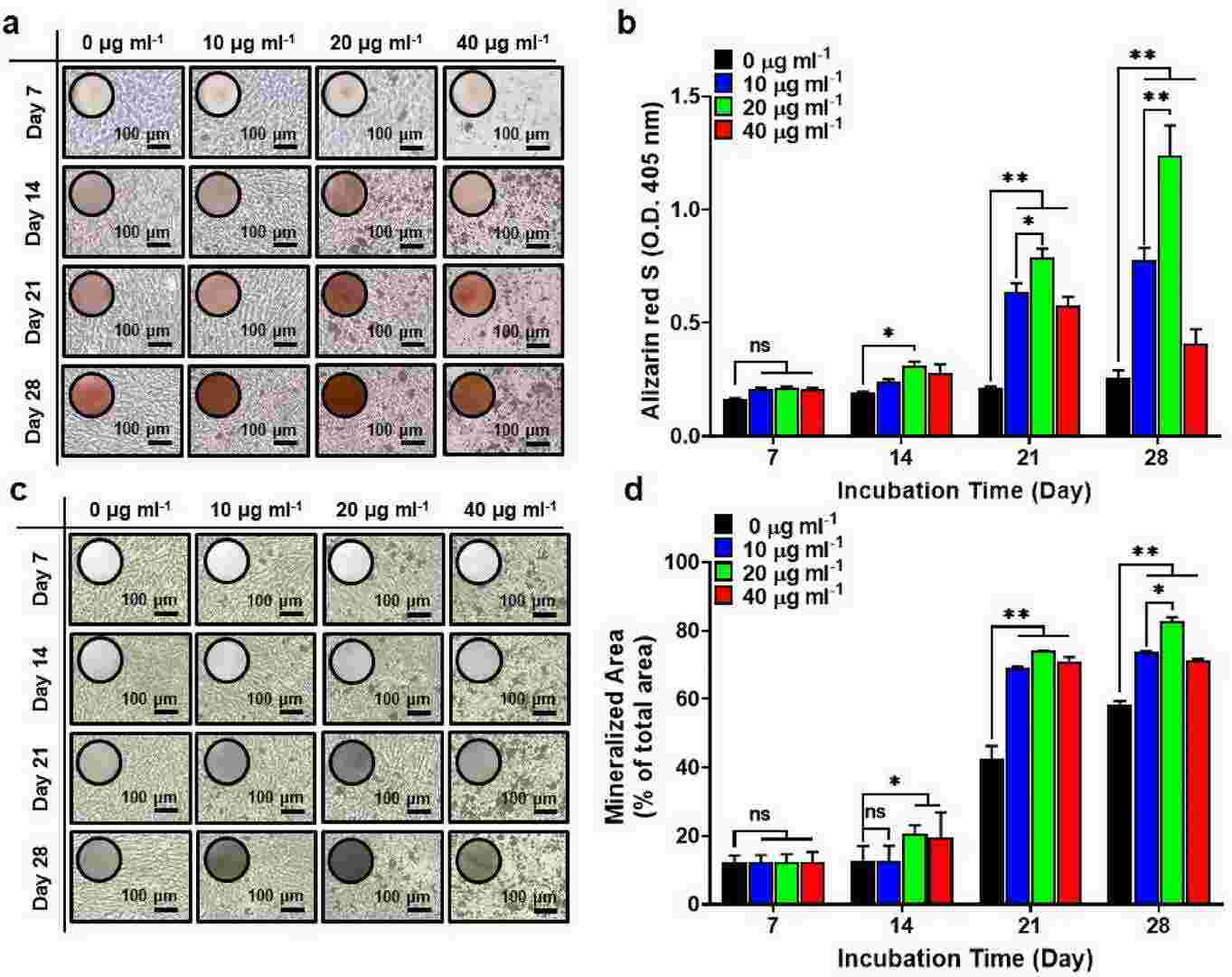 Osteogenic differentiation of human mesenchymal stem cells treated with MXene NPs.