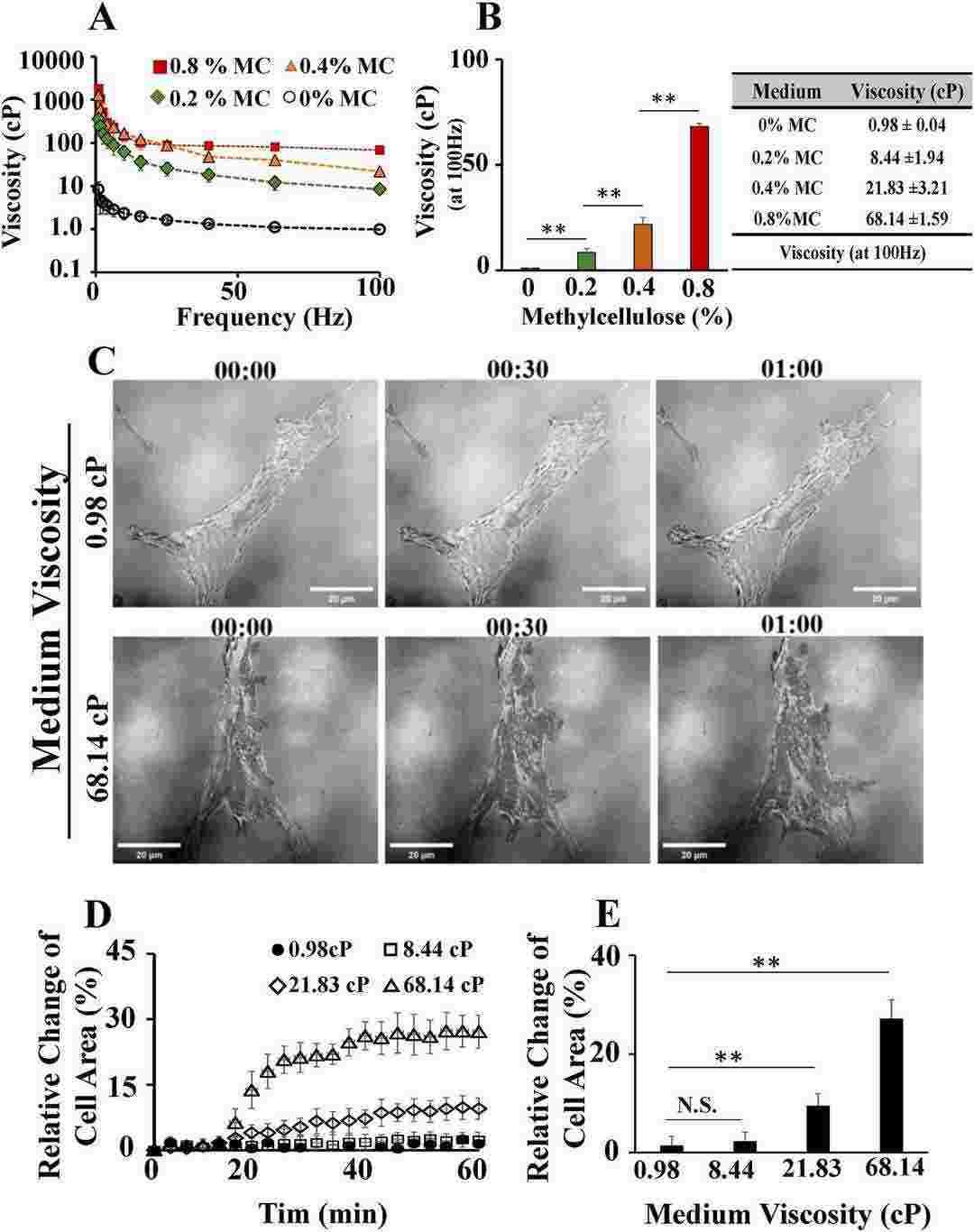 Higher viscosity of extracellular fluid significantly increased the spreading area of hMSCs.