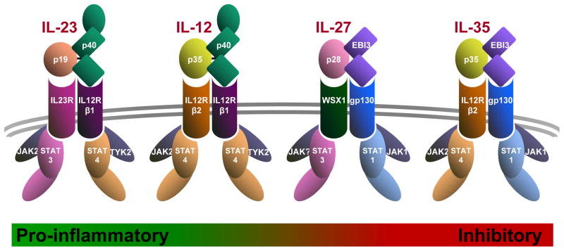 Fig. 1 Architecture of the IL-12 cytokine family. (Vignali DA and Kuchroo VK, 2012)