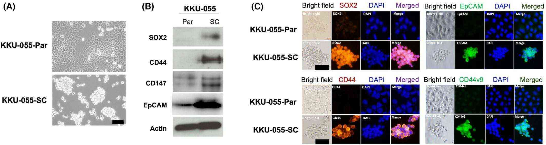 Morphology and stem cell marker expression of parental KKU-055 cells and KKU-055 sphere cells.