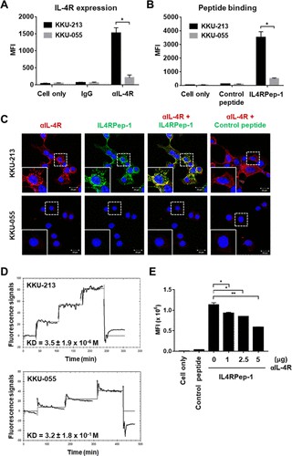 IL-4R expression and IL4RPep-1 binding to CCA cell lines (KKU-055 and KKU-213A).