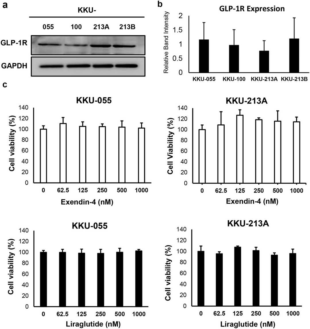 Liraglutide inhibits Akt and STAT3 pathways in CCA cells (KKU-055 and KKU-213A).