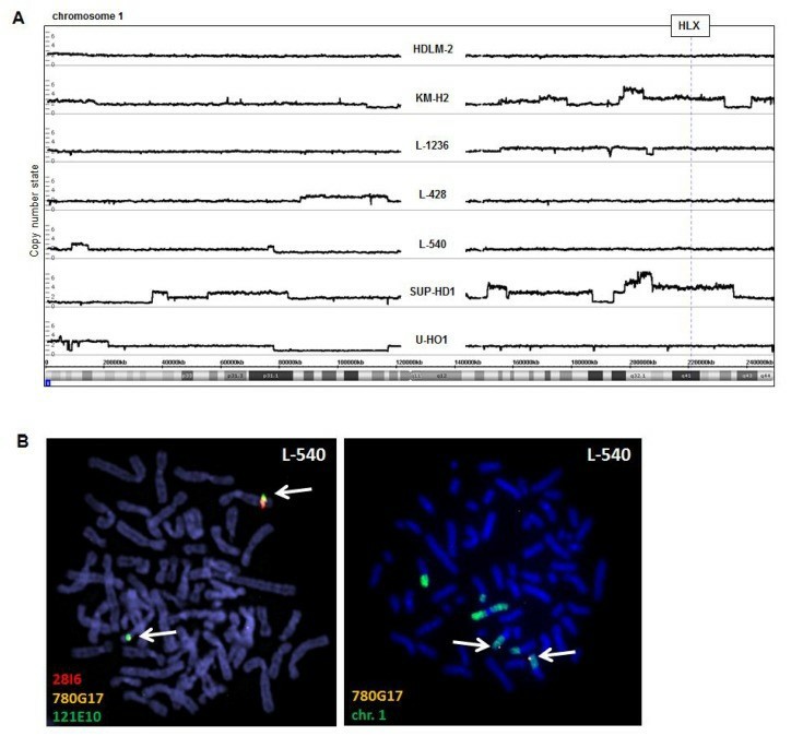 Genomic profiling was performed for seven HL cell lines, including L-540 cell lines. (B) Fluorescence in situ hybridization (FISH) in L-540 demonstrated wild-type configurations at the locus of HLX although chromosome 1 showed some structural abnormalities. (Nagel S, et al., 2018)