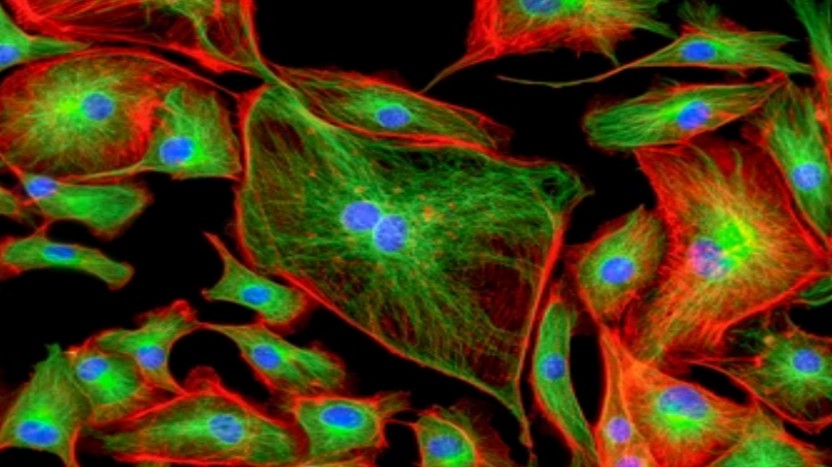 1-mitochondrial-staining-1