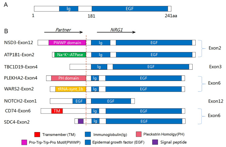 Fig. 2 Schematic diagram of NRG1 fusion variants in pan-cancers.