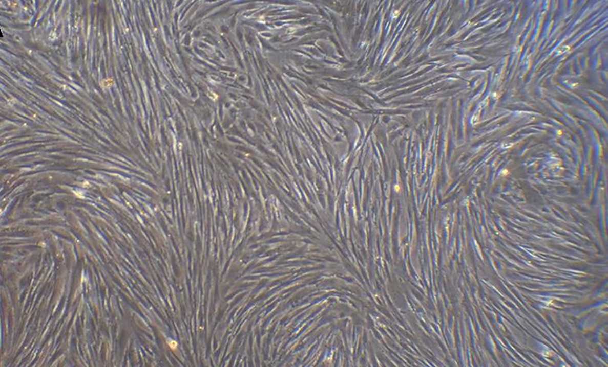 Morphology of sheep BM-MSCs at passage 3.