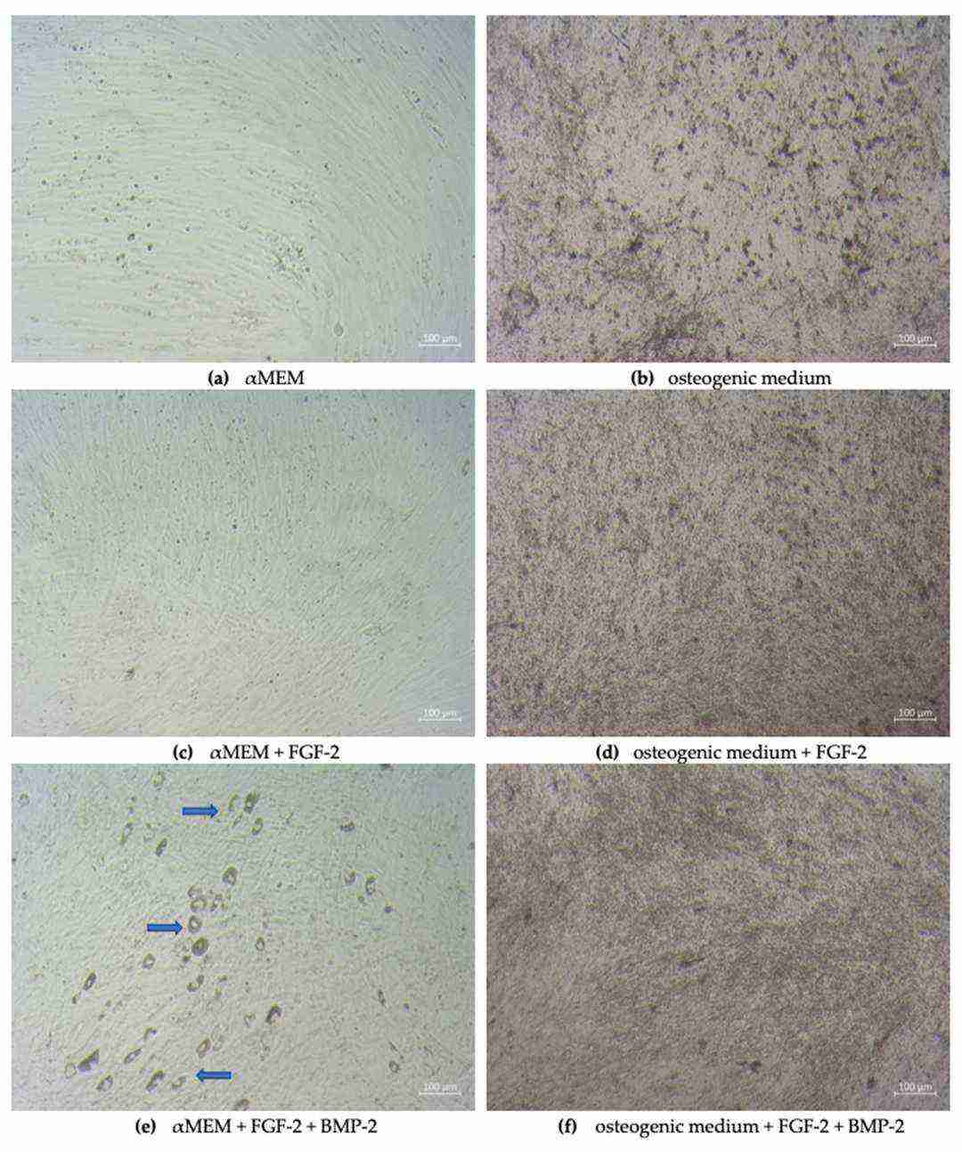 Morphological changes of sheep BM-MSCs in different culture conditions.