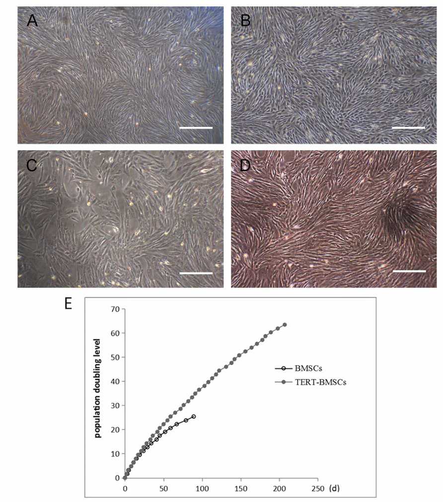 Comparison of morphology and proliferation between Sheep bone marrow-derived mesenchymal stem cells (BMSCs) and TERT-BMSCs.