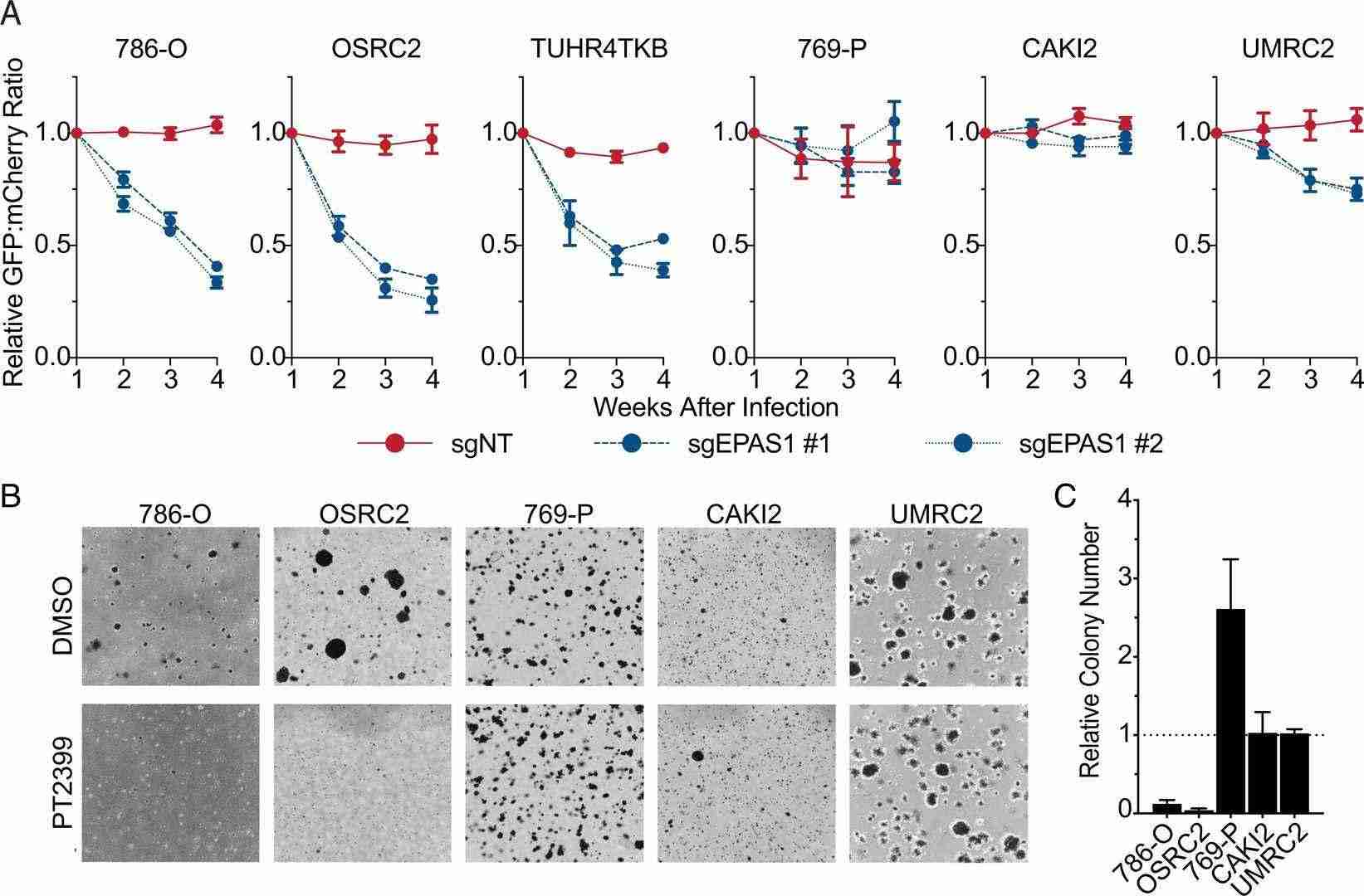 Dependence on HIF2alpha differs across VHL mutant ccRCC cell lines based on findings from cellular competition and anchorage-independent growth assays.