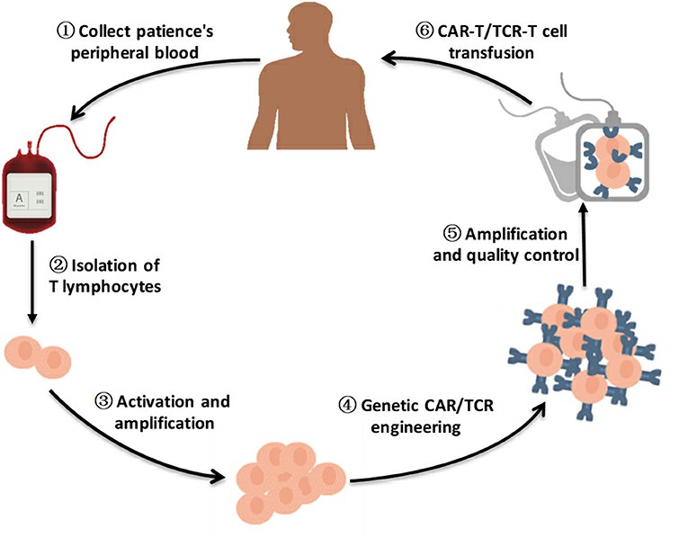 A brief flowchart of engineered-T cell therapy.