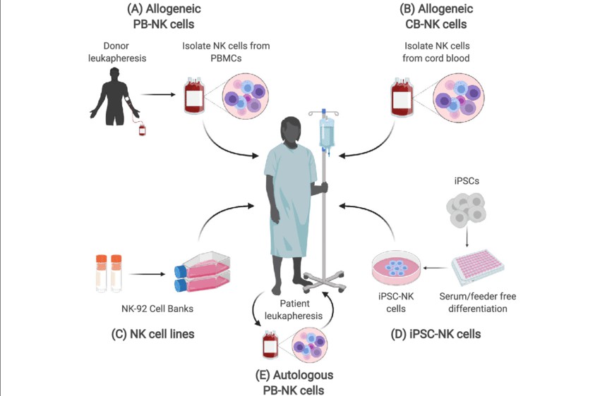 Sources of NK cells.